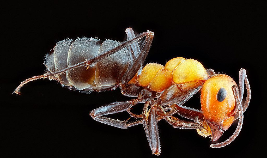 Ant Control service in Burnsville, MN