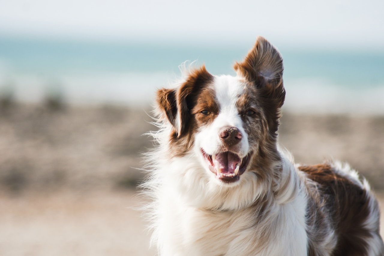 Flea & Tick Control service in Burnsville, MN