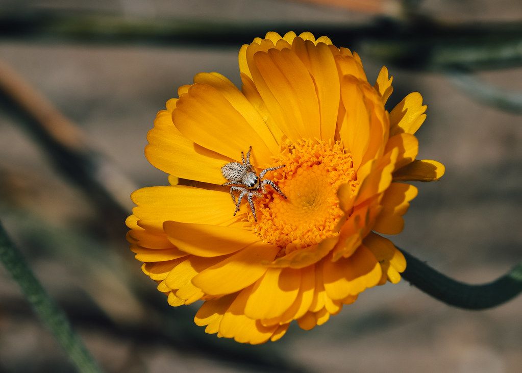 Spider Control service in Burnsville, MN